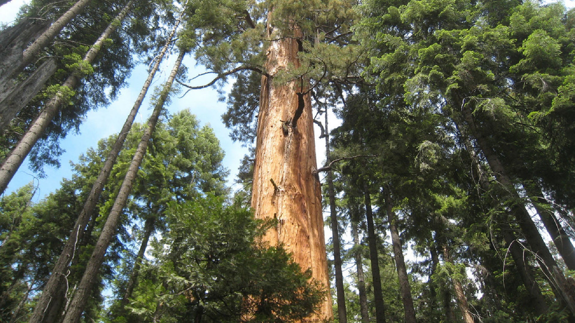 The trees are so big, it can be difficult to capture in a photograph!Chris M Morris