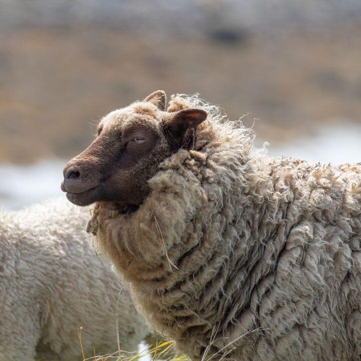 KEYWAY | Merino Camp Blanket Merino Wool Sheep